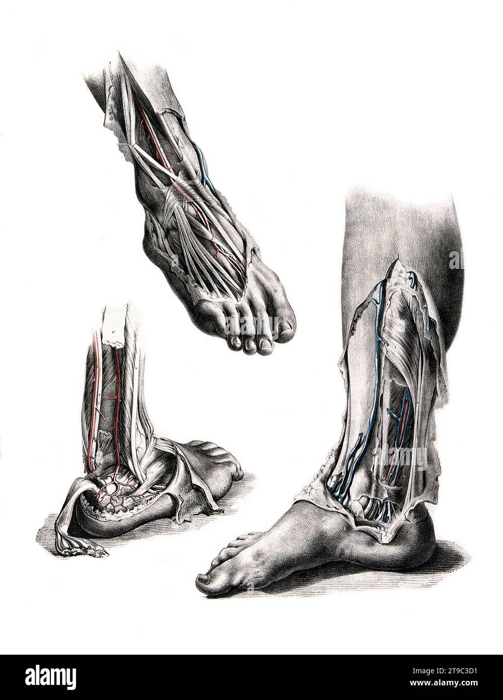 Medizin, menschliche Anatomie, das Kreislaufsystem, Blutkreislauf : Schnitte des Fußes, des Unterschenkels und des Knöchels, mit Arterien und Venen in rot und blau dargestellt. Kolorierte Lithographie von J. Maclise, 1841/1844, Historisch, digital restaurierte Reproduktion von einer Vorlage aus dem 19. Jahrhundert / médecine, anatomie humaine, système circulatoire, circulation sanguine : sections du pied, de la jambe et de la cheville, avec artères et veines indiquées en rouge et bleu. Lithographie colorée de J. Maclise, 1841/1844, reproduction historique restaurée numériquement à partir d'un original du 19e siècle Banque D'Images
