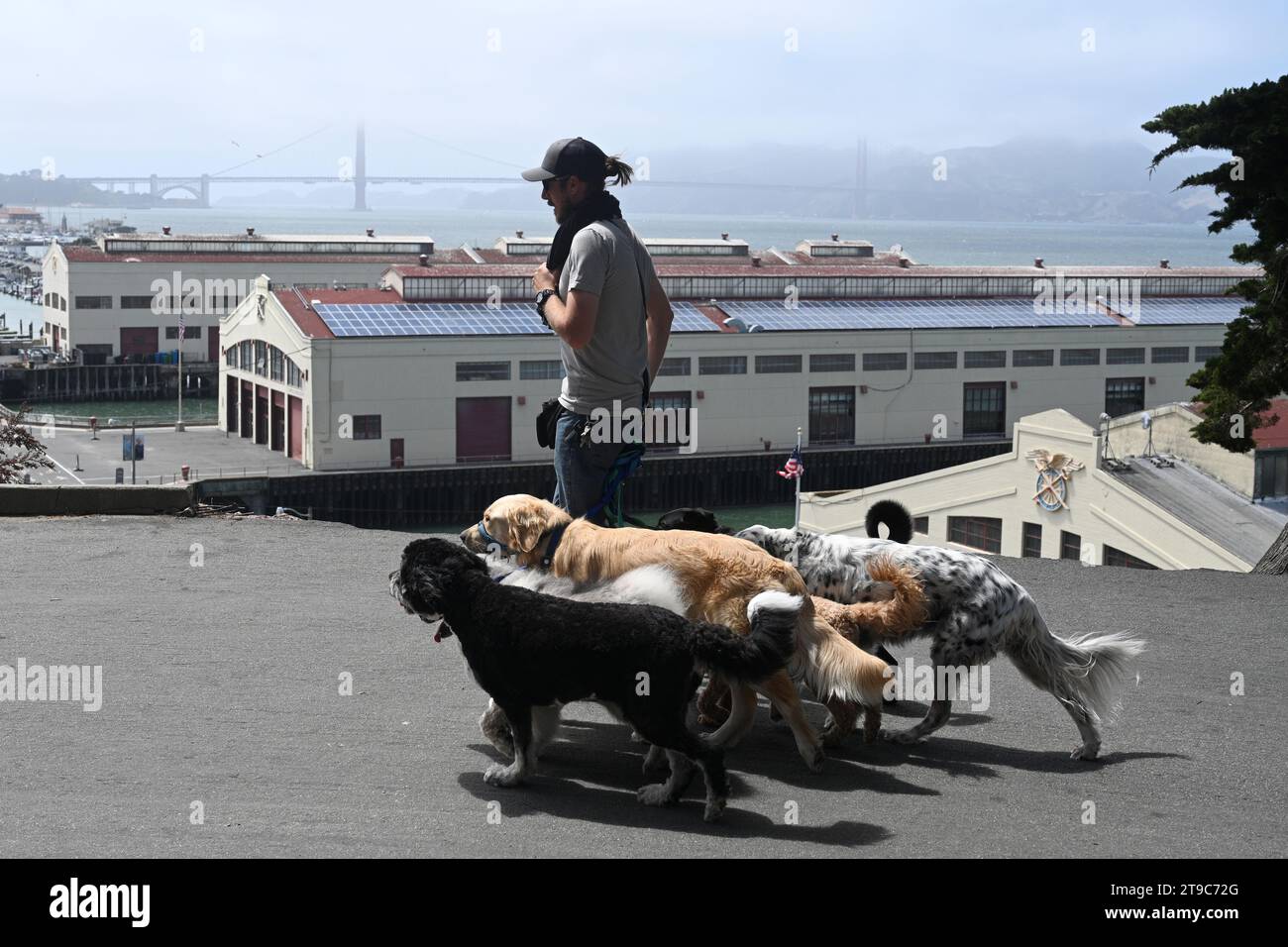 San Francisco, CA, USA - 27 juillet 2023 : un homme promène les chiens à San Francisco. Banque D'Images