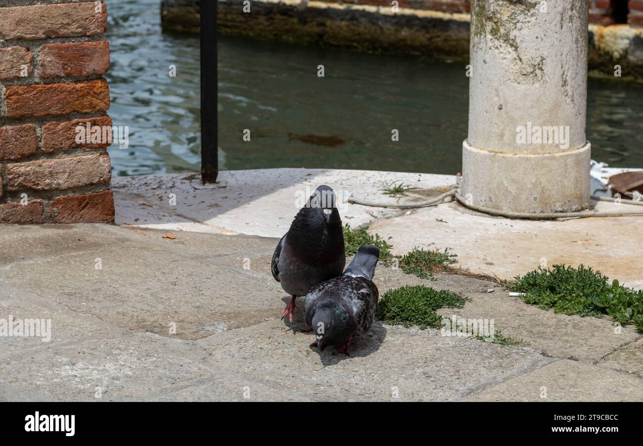 Foreurs urbains : deux pigeons explorent gracieusement le sol en pierre, leurs yeux pointus scannant les méandres, car ils apportent une touche de charme urbain à l'époque Banque D'Images