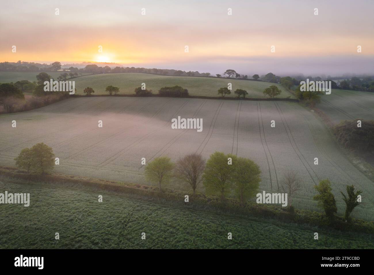 Lever du soleil sur la campagne vallonnée brumeuse, Crediton, Devon, Angleterre. Été (juin) 2021. Banque D'Images