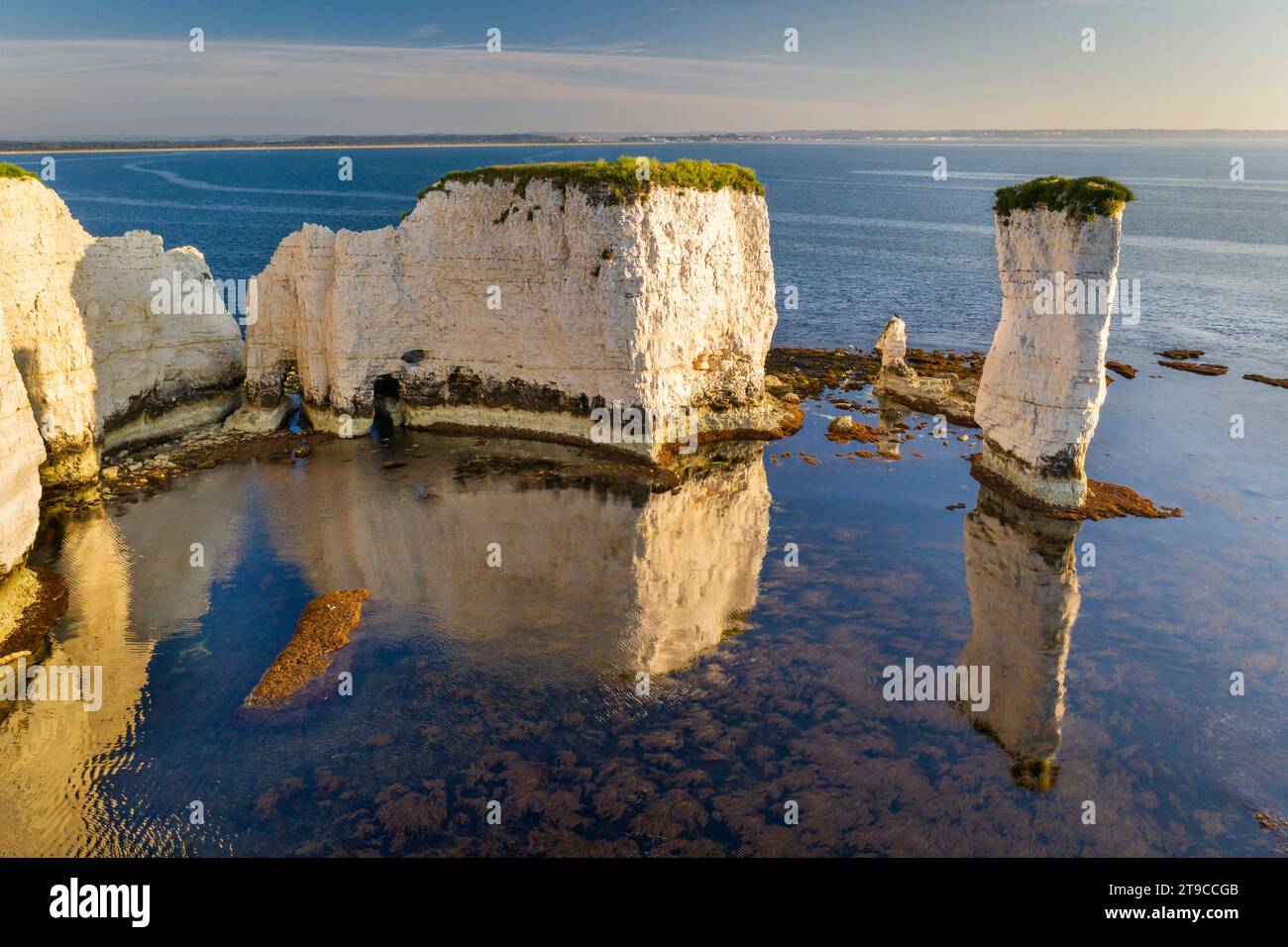 Soleil matinal illuminant Old Harry Rocks sur la côte du Jurassique, classée au patrimoine mondial, Studland, Dorset, Angleterre. Été (juin) 2021. Banque D'Images