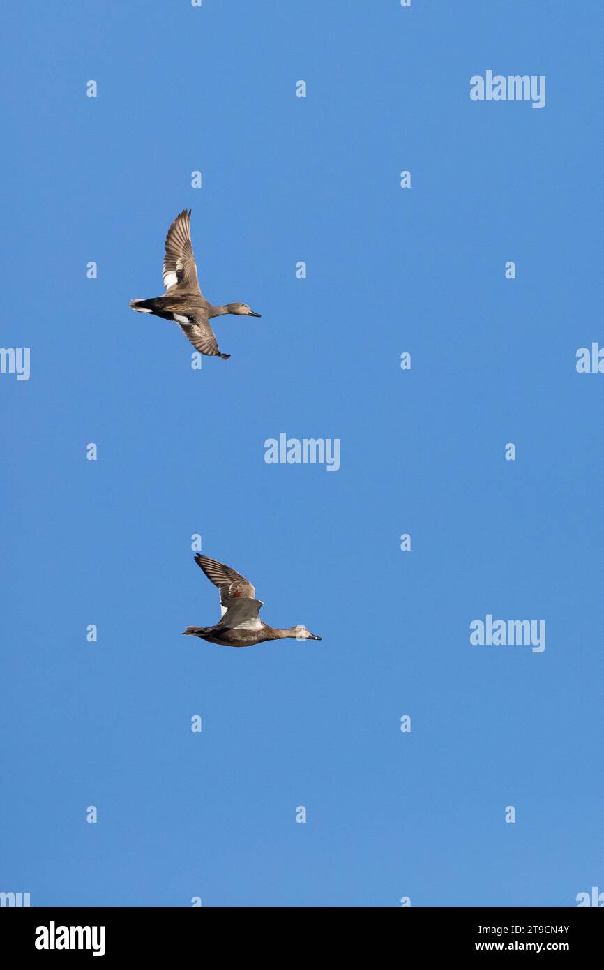 Schnatterente, Flug, Flugbild, fliegend, Schnatter-Ente, Mittelente, Knarrente, Mareca strepera, Anas strepera, Gadwall, vol, vol, le Canard chi Banque D'Images