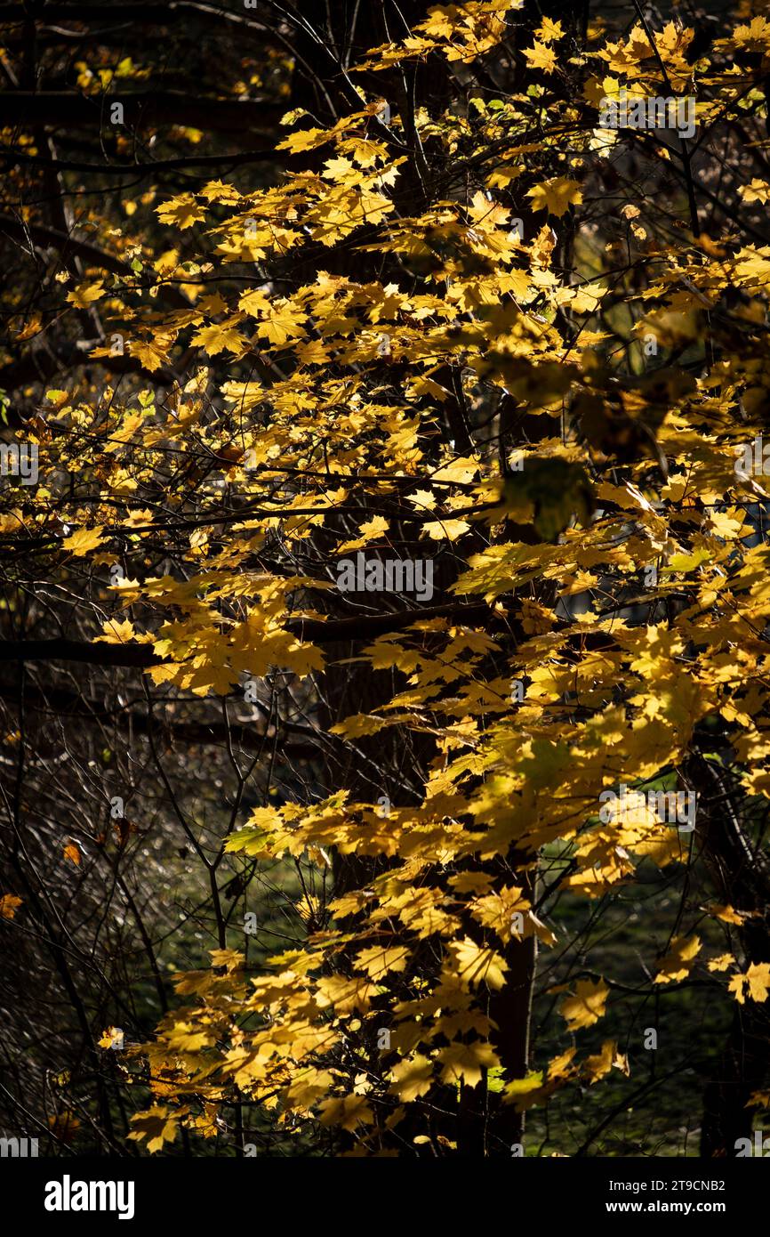 En fin d'après-midi, la lumière du soleil automnale illumine une forêt du Worcestershire ajoutant une lueur dorée aux dernières feuilles des arbres. Banque D'Images