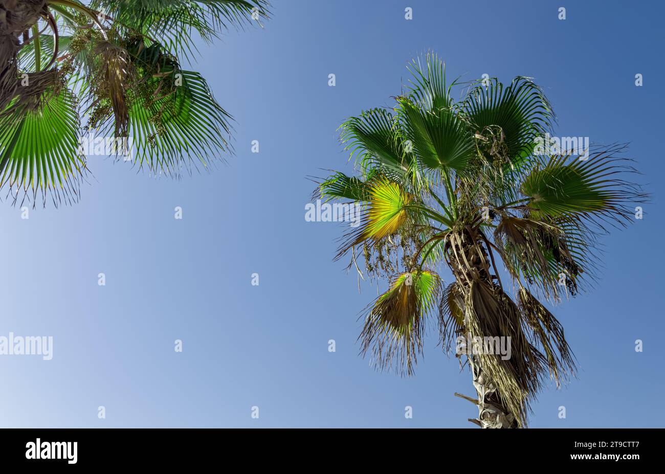 Feuilles de palmier, feuille verte, tronc, vue de bas en haut, ciel bleu Banque D'Images
