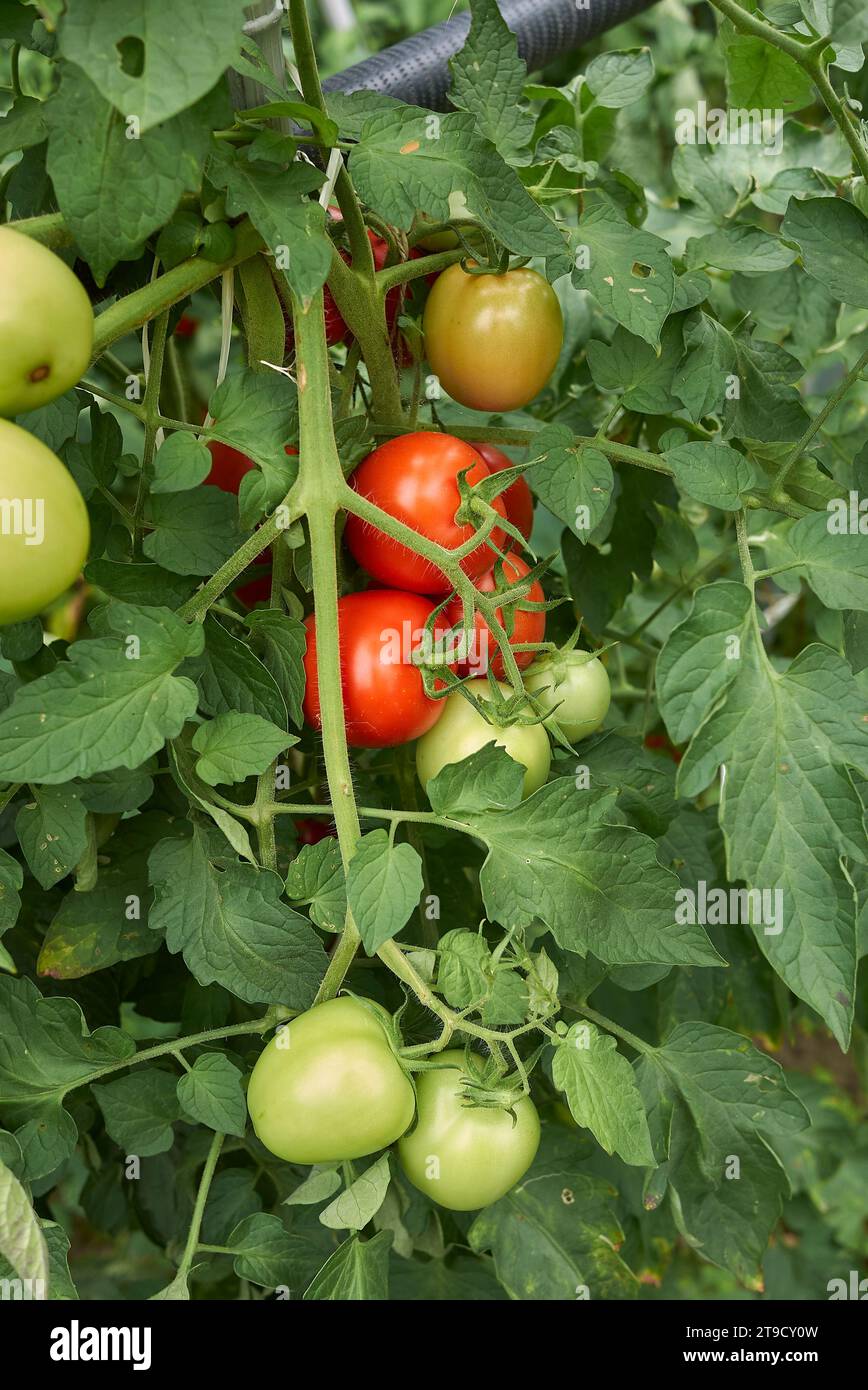 Tomates fraîches rouges sur la plante Banque D'Images