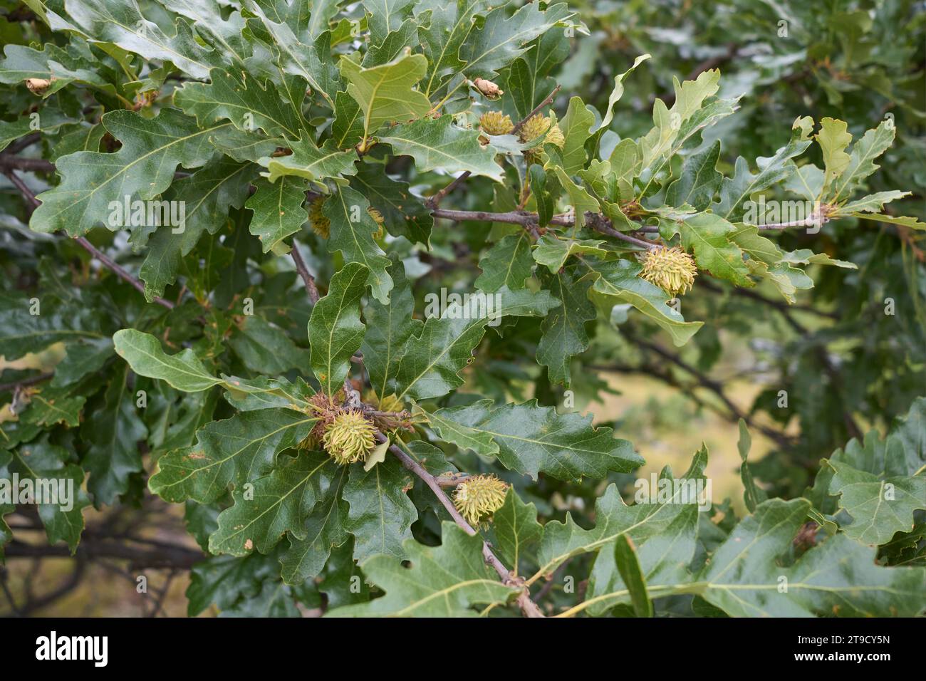 Branche de Quercus cerris en gros plan Banque D'Images