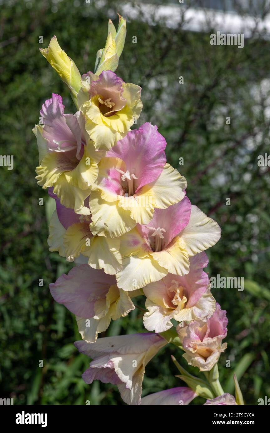 Gros plan de fleurs de gladiolus roses et jaunes en fleurs Banque D'Images