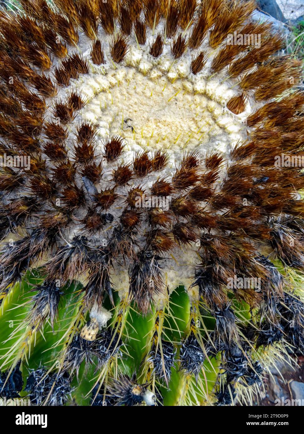 Naturel très gros plan portrait de plante florale du cactus de baril doré toujours populaire, boule d'or, coussin de belle-mère, montrant le motif naturel Banque D'Images