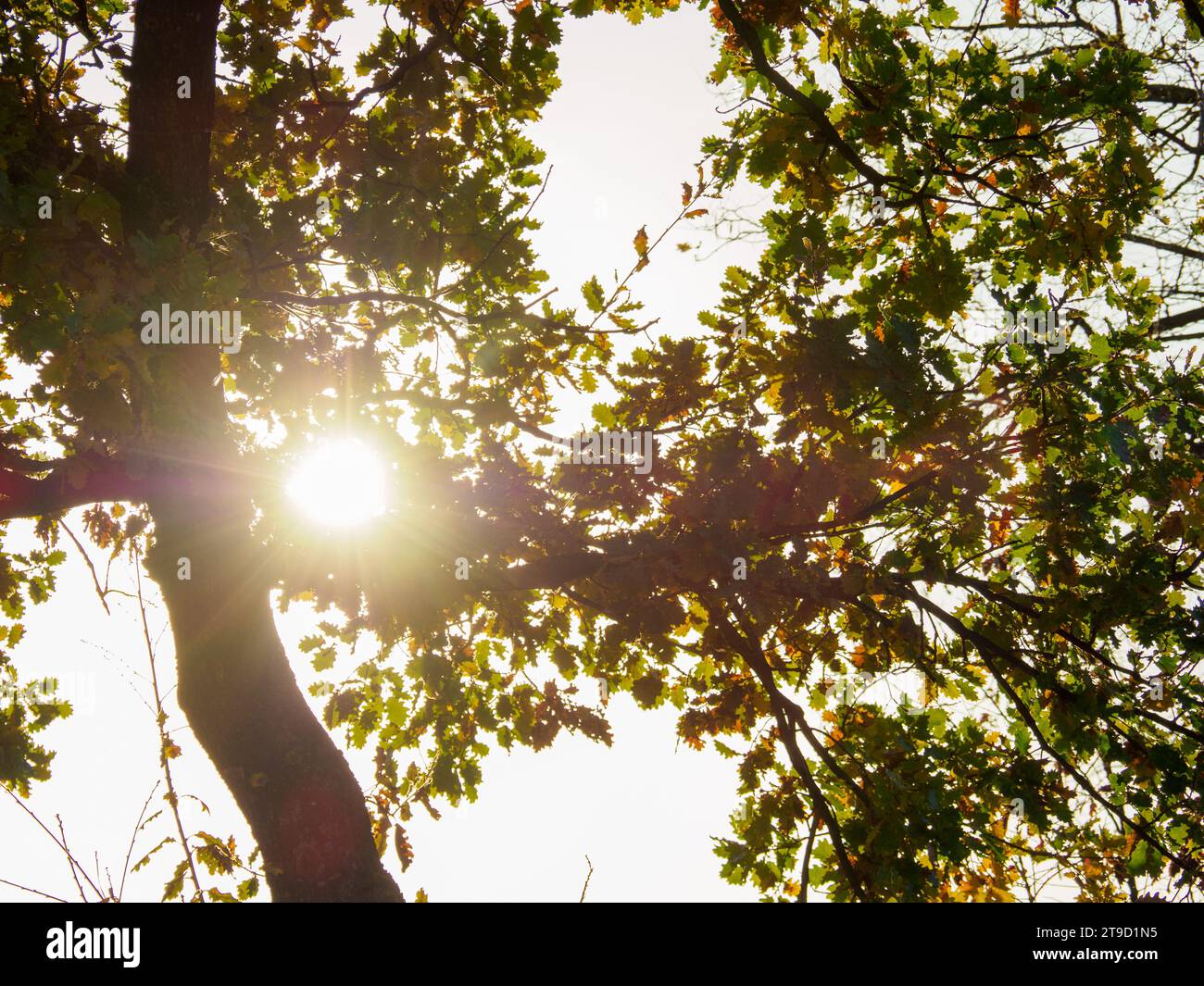 rayon de soleil à travers le feuillage d'un arbre au coucher du soleil en automne Arda Valley, Italie Banque D'Images