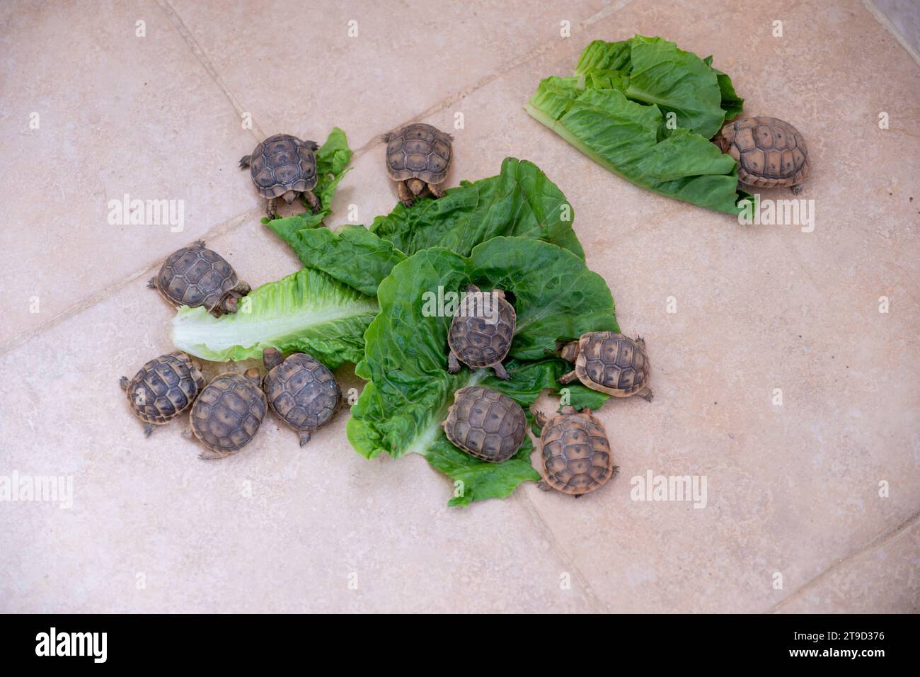 Petites turtelles mangeant de la laitue sur le sol Banque D'Images