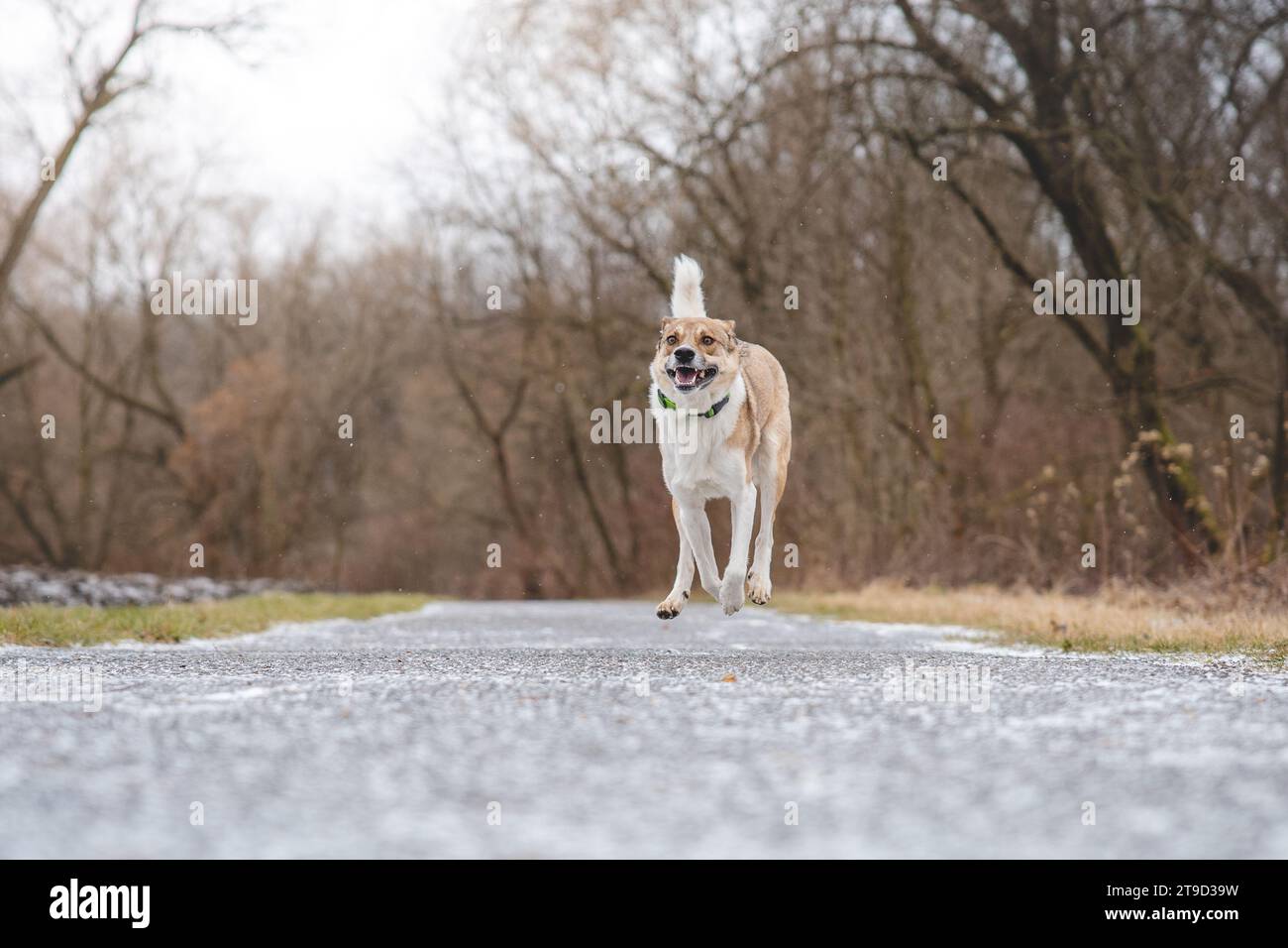 Portrait d'un chien blanc et brun courant dehors. Courir dans les vues drôles sauvages d'animaux de compagnie à quatre pattes. Banque D'Images