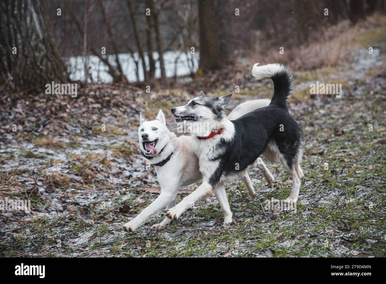 Deux frères husky sibériens courant le long d'un chemin forestier. Chiens de compétition qui courent une course. Ostrava, république tchèque, Europe centrale. Banque D'Images