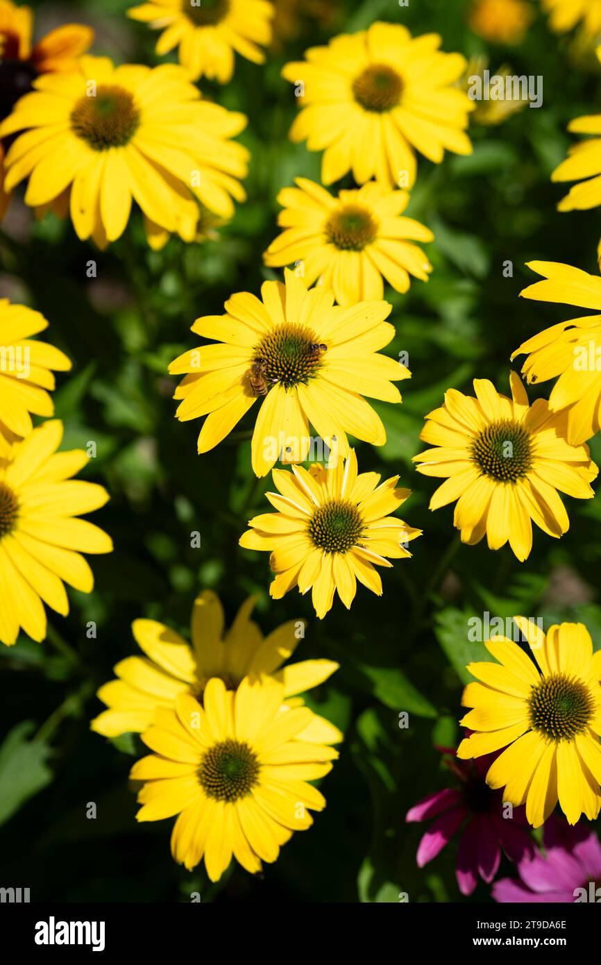 Fleurs de cône jaune dans un jardin Banque D'Images