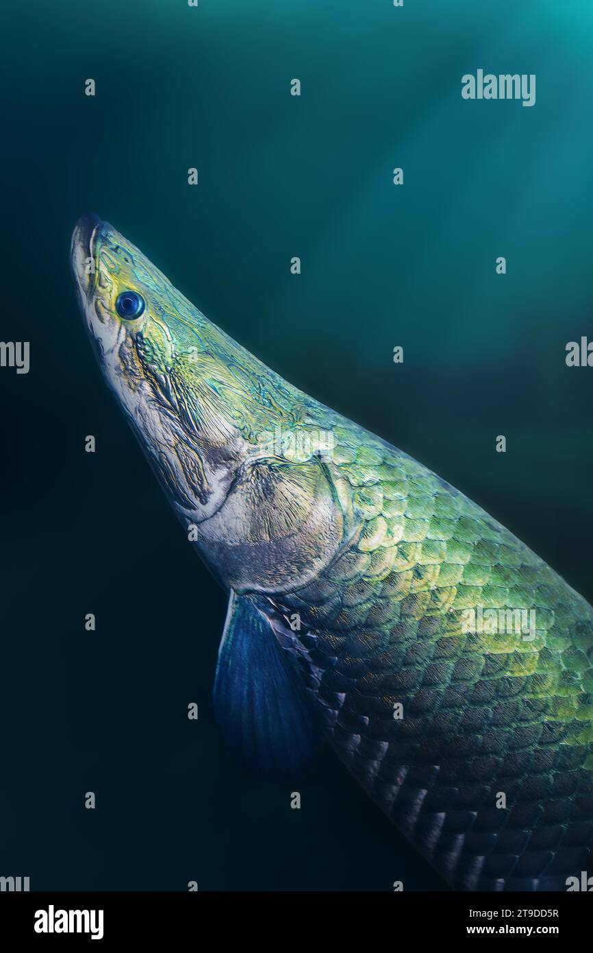 Pirarucu (Arapaima gigas) - Grand poisson amazonien Banque D'Images