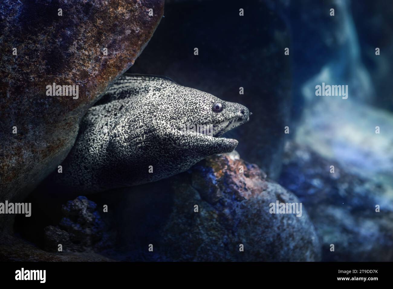Moray tacheté (Gymnothorax moringa) - Grande anguille de Moray Banque D'Images