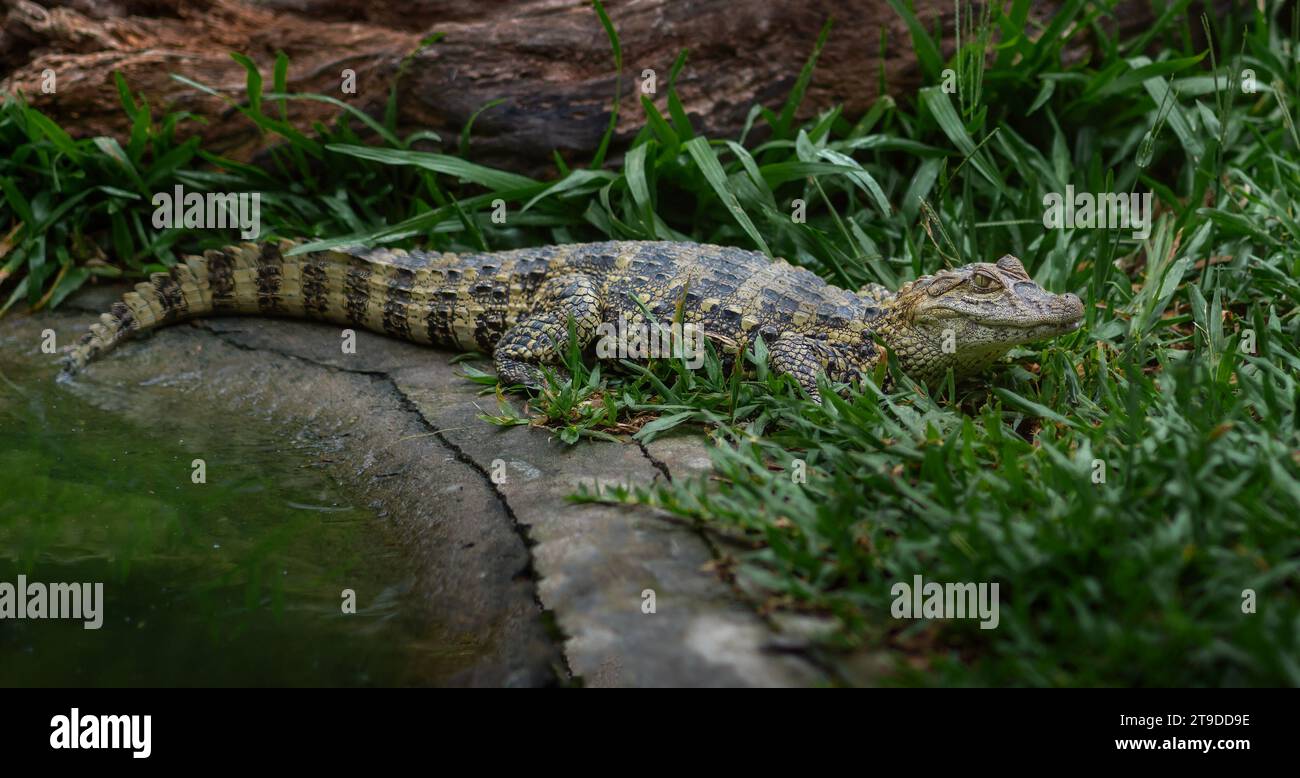 Bébé Caïman à museau large (Caiman latirostris) - écloserie d'alligators Banque D'Images