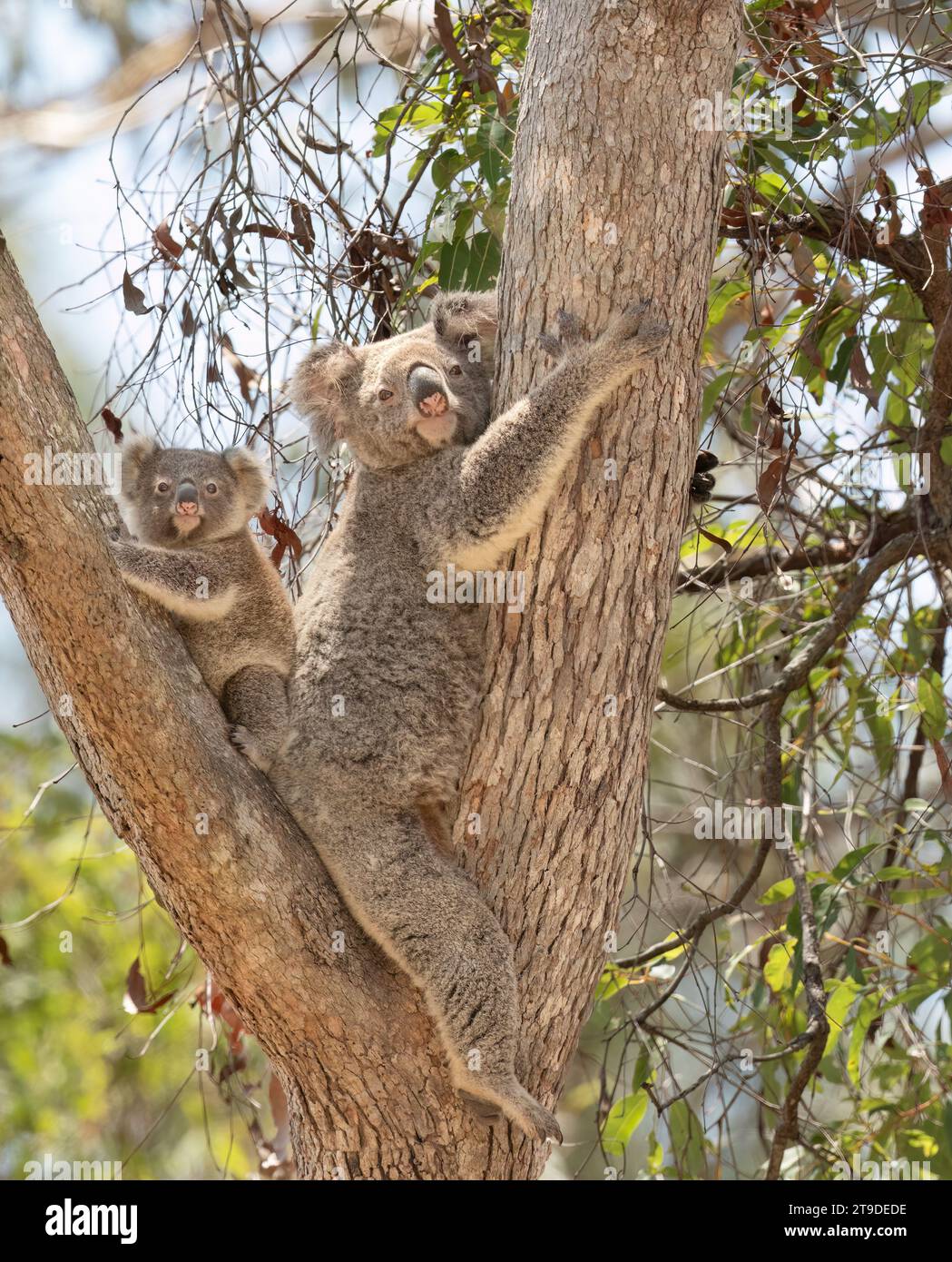 Koala et bébé joey reposant paisiblement dans un gumtree sur la Gold Coast, Queensland, Australie. Banque D'Images