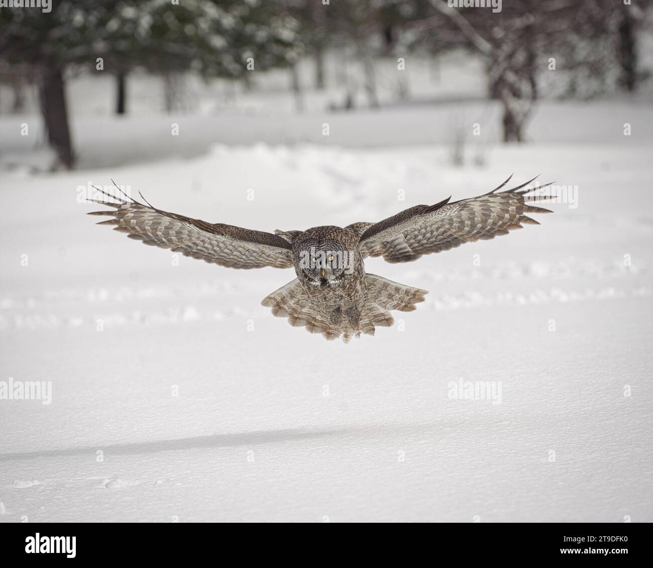 Great Grey Owl Casing Frey en vol en hiver Banque D'Images