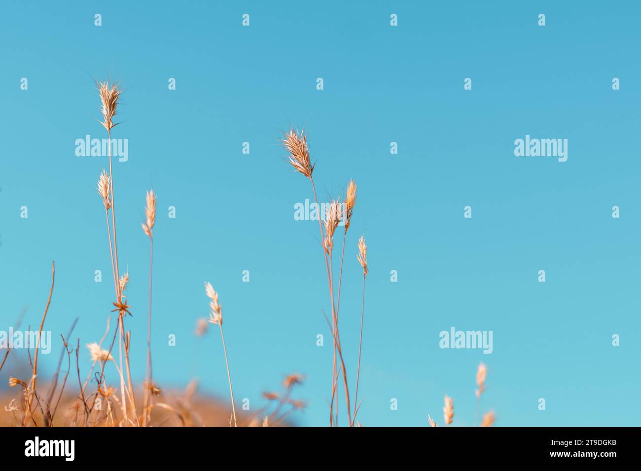 Herbe de blé du désert ou orge de queue de boeuf devant un ciel bleu clair avec espace de copie Banque D'Images