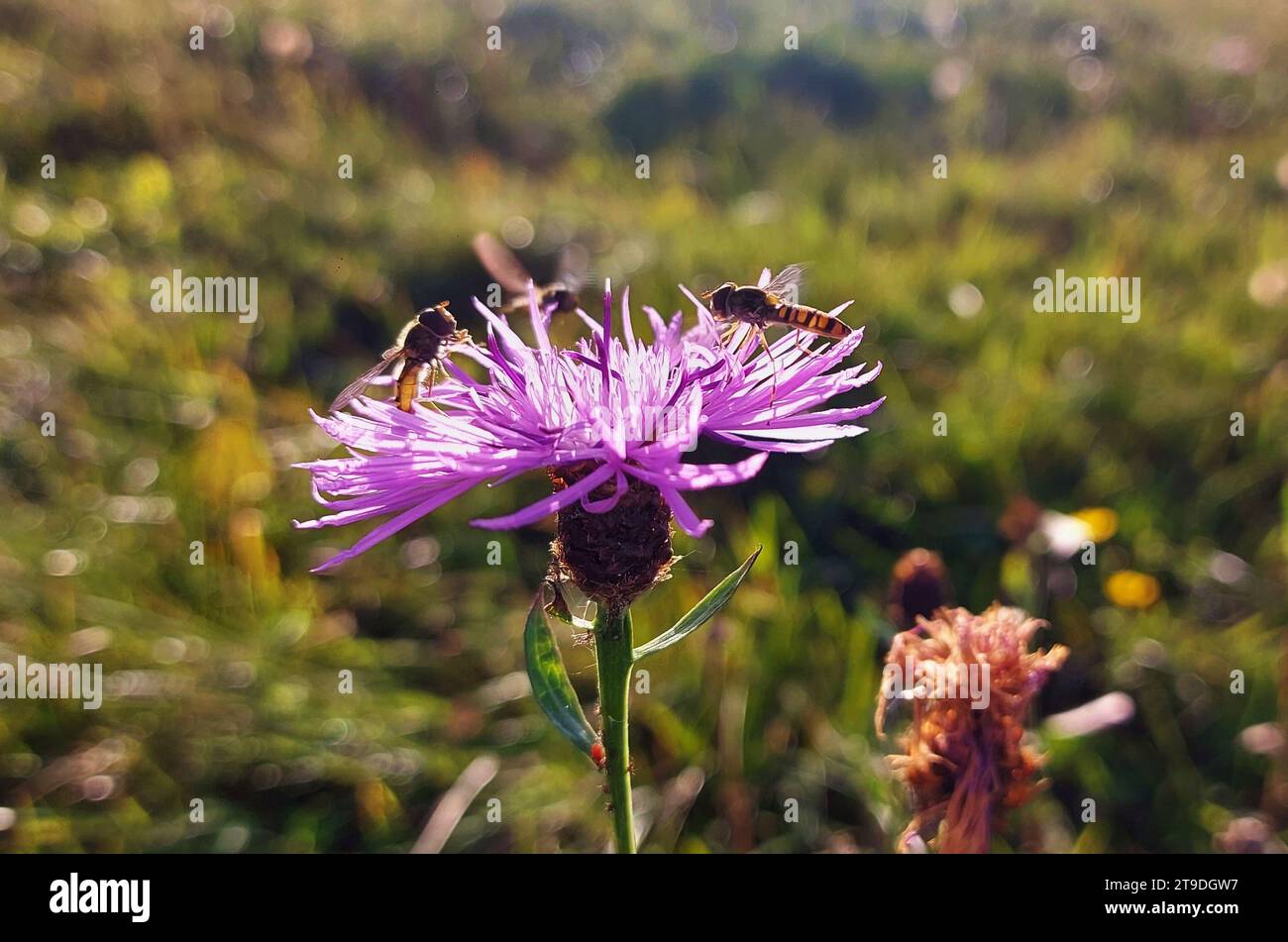 Une image en gros plan d'un certain nombre d'abeilles perchées sur les pétales d'une belle fleur, entourées d'herbe verte luxuriante Banque D'Images
