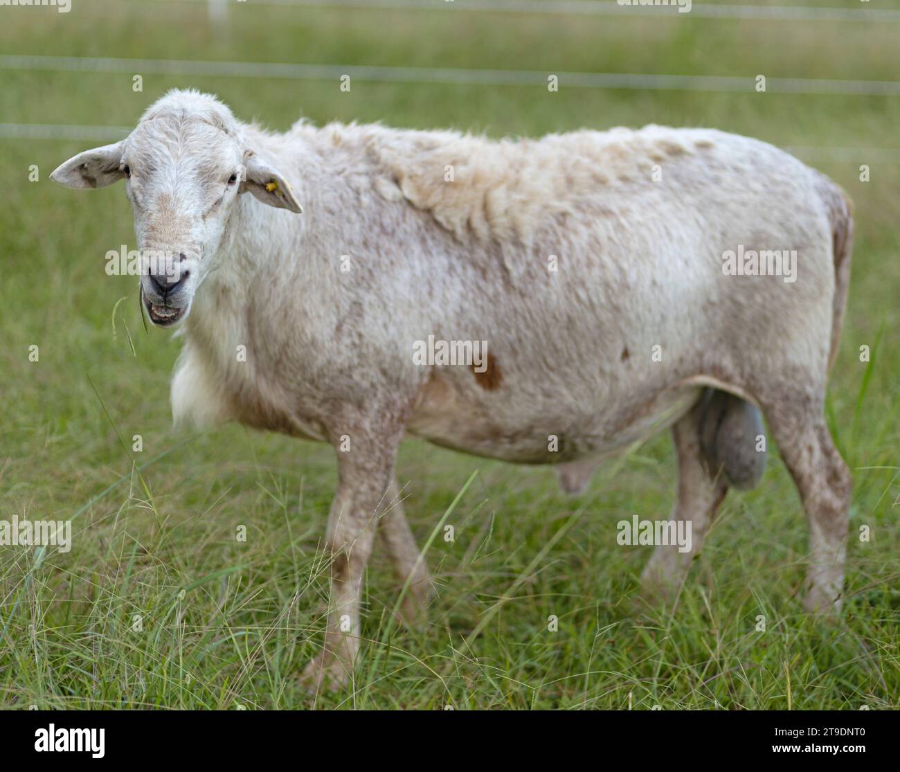 Mouton Katahdin bélier dans un enclos rotatif avec limite blanche mâchant sur un peu d'herbe Banque D'Images