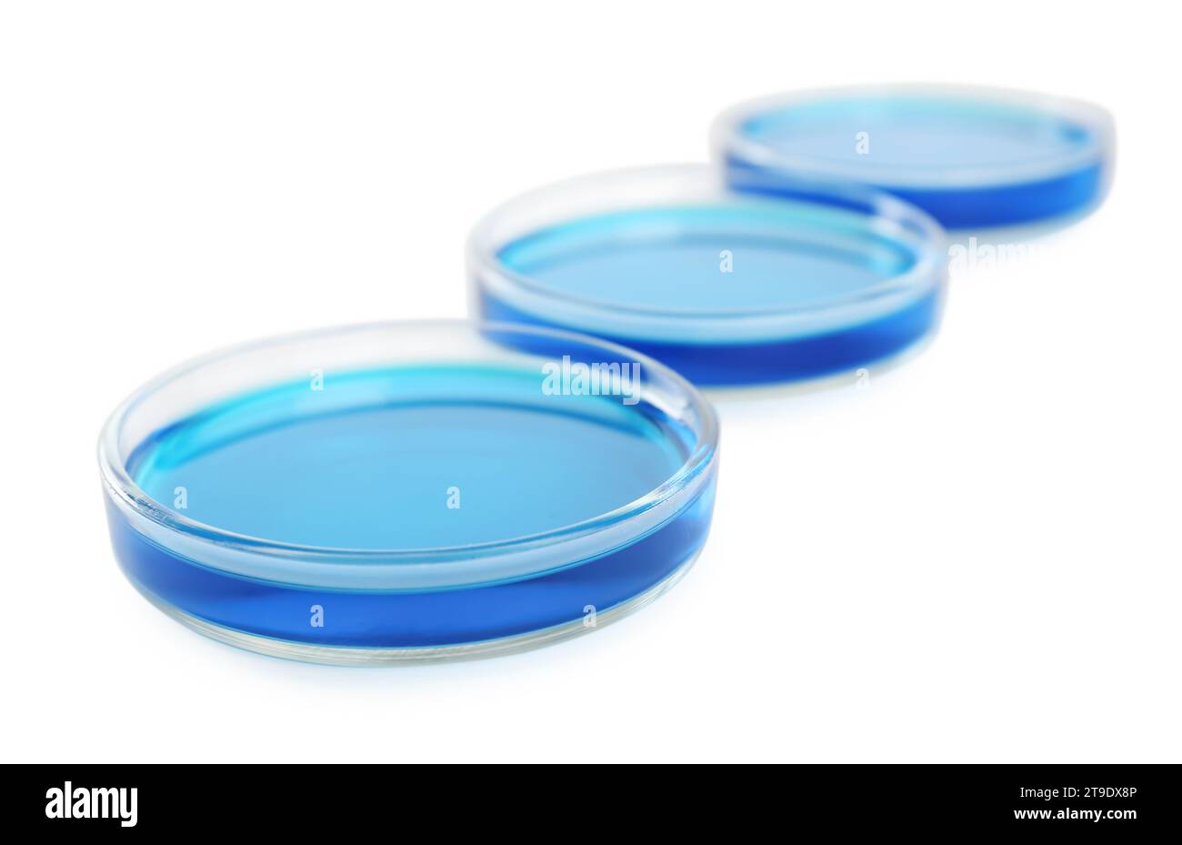 Boîtes de Petri avec liquide bleu clair sur fond blanc, gros plan Banque D'Images