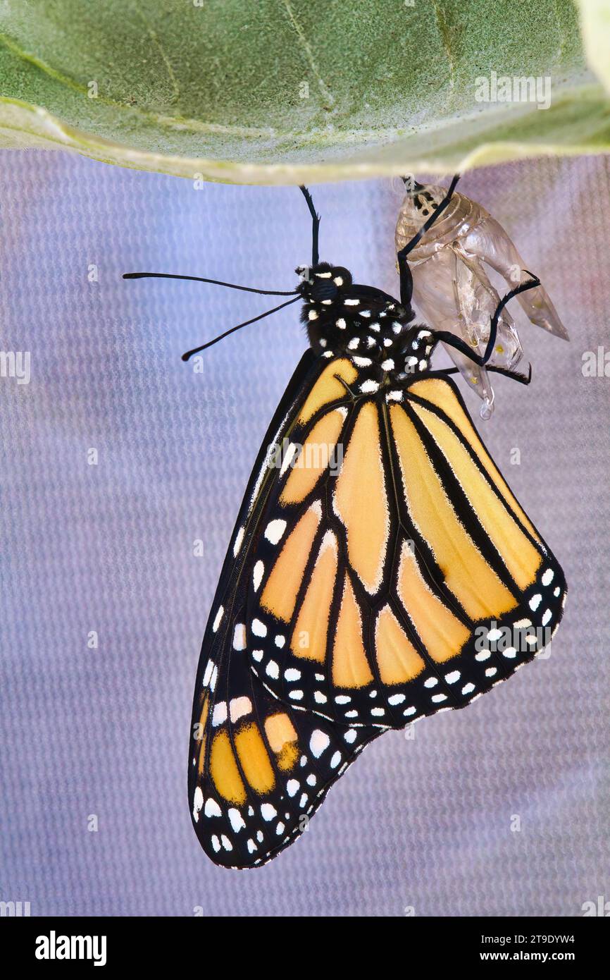 Vue verticale d'un papillon monarque récemment émergé résonnant sur une feuille de fleur de couronne. Banque D'Images