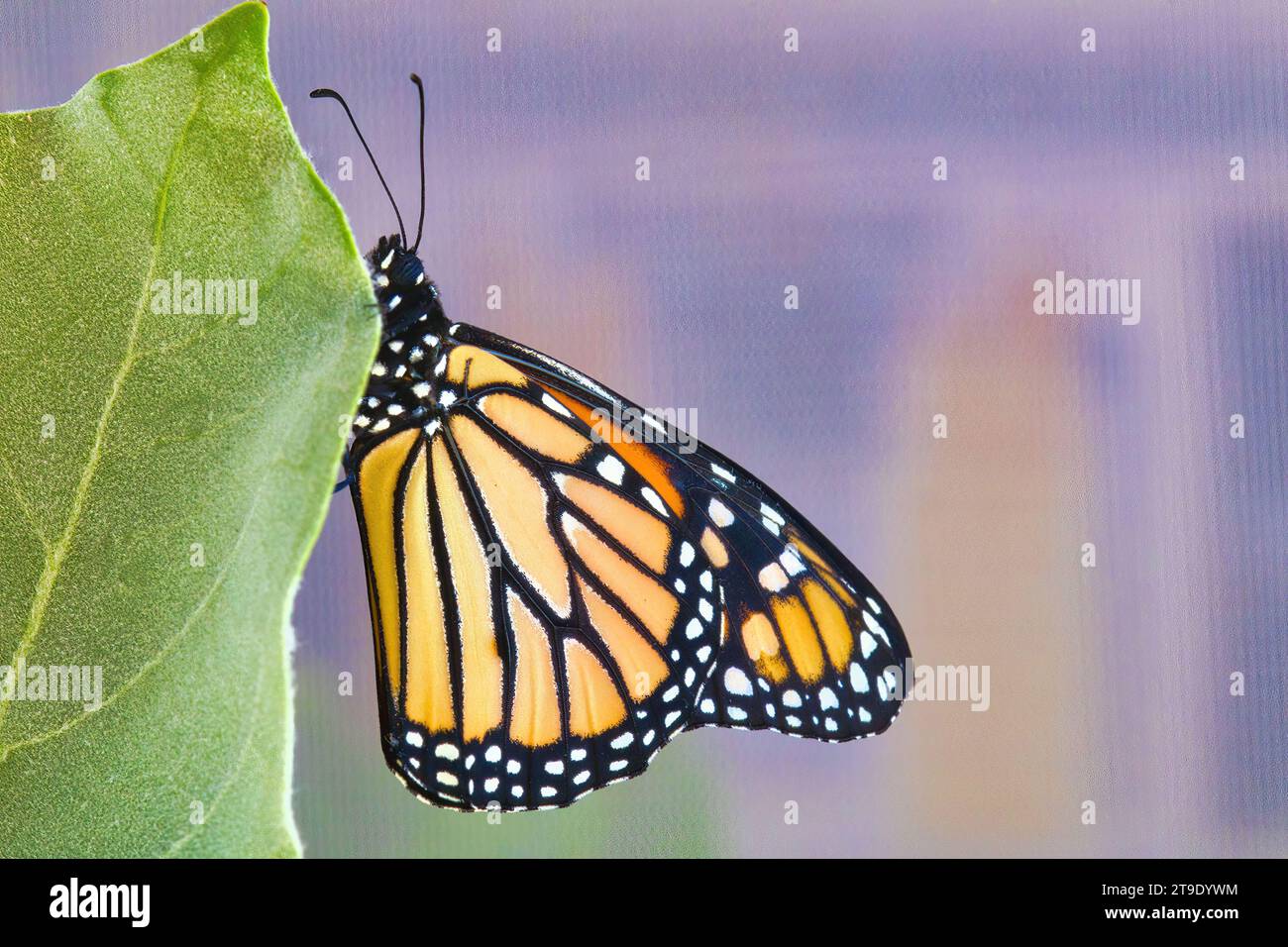 Le papillon monarque vient de sortir de sa chrysalide. Banque D'Images