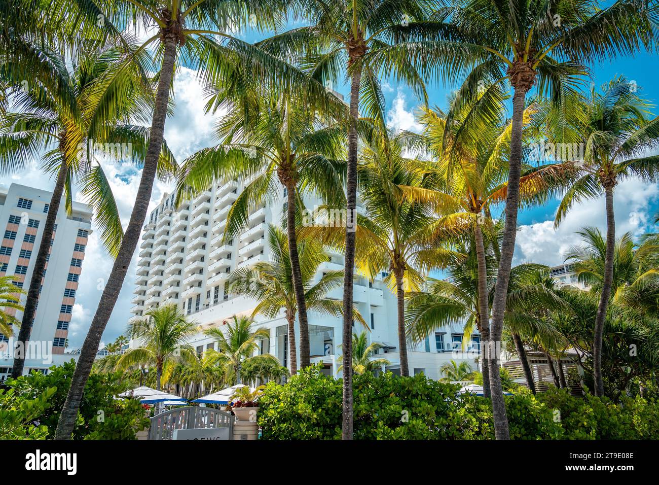 Miami Beach, Floride, États-Unis - bâtiments de l'hôtel derrière les palmiers Banque D'Images