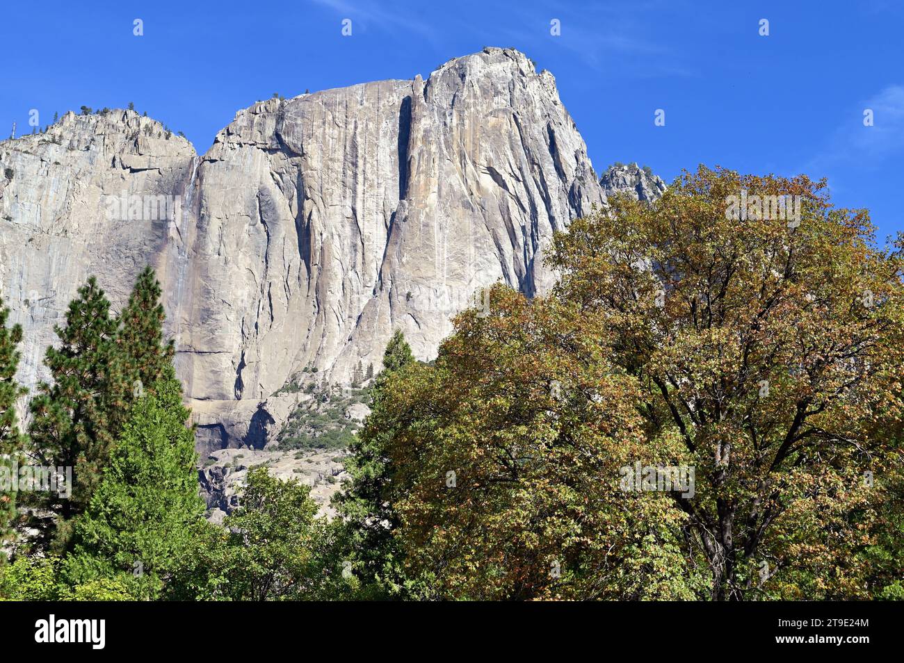 Parc national de Yosemite, Californie, États-Unis. Une vue sur le célèbre El Capitan sauvage, depuis le sol de Yosemite Valley. Banque D'Images