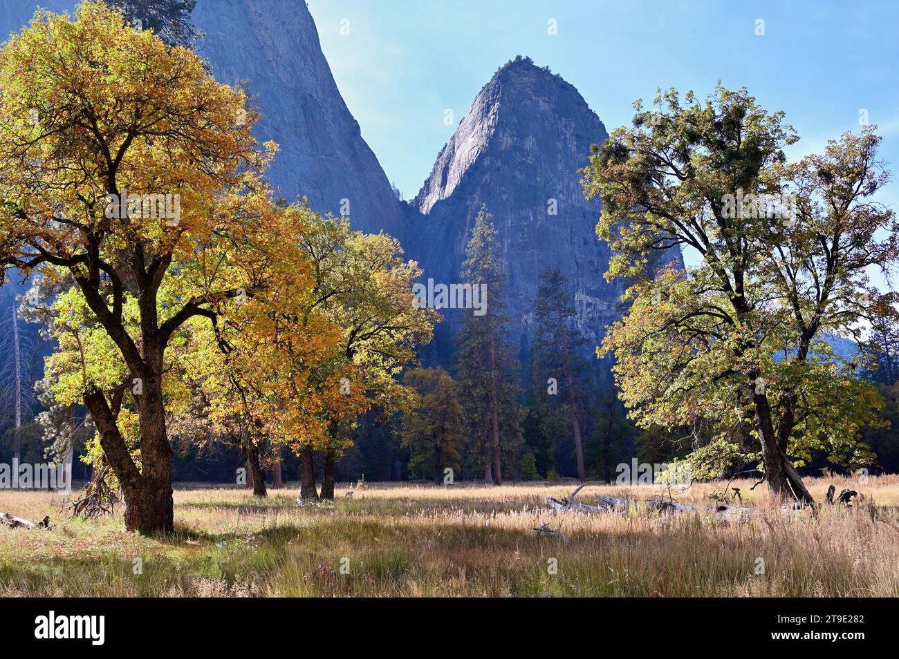 Parc national de Yosemite, Californie, États-Unis. Les arbres montrent des signes d'automne lorsqu'ils atteignent le ciel depuis le sol de la vallée de Yosemite. Banque D'Images