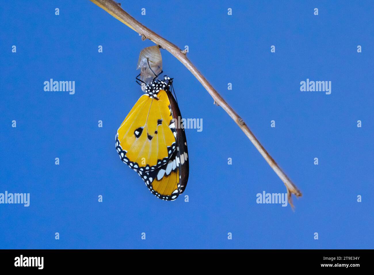 Papillon monarque africain émergeant de son cocon Banque D'Images