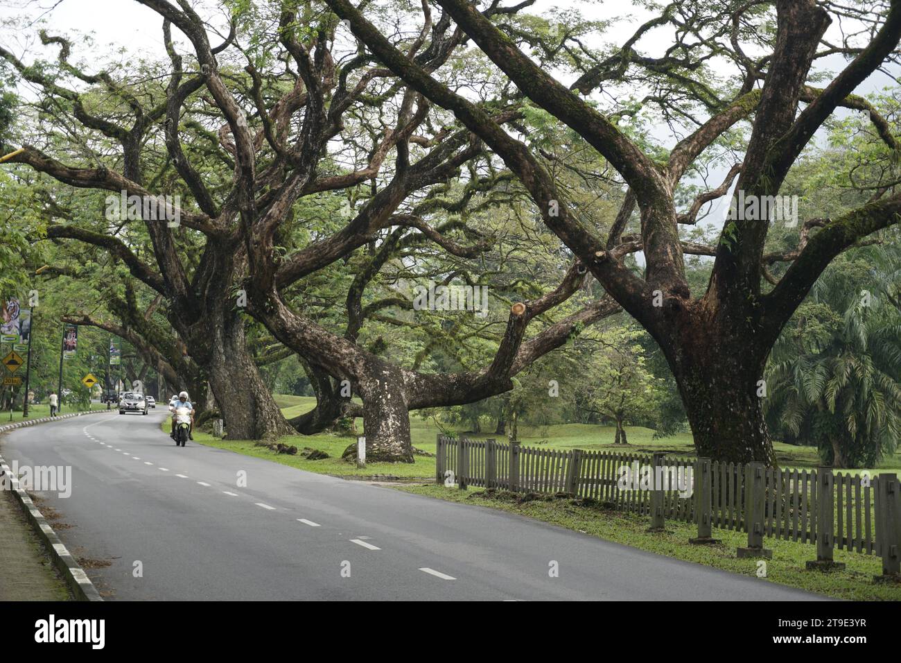 Arbres tropicaux aux jardins du lac Taiping, Malaisie Banque D'Images