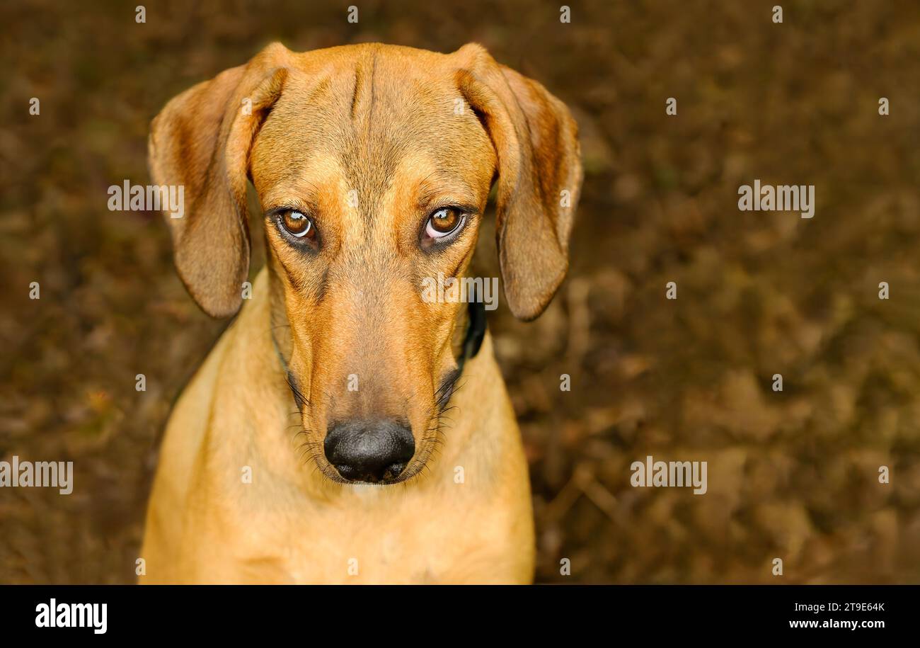Gros plan d'Un chien coupable avec Un fond brun naturel Banque D'Images