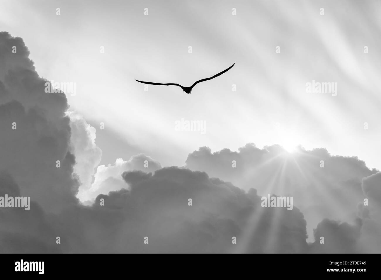 Le Seul Oiseau Qui Vole Au-dessus Des Nuages Oiseau noir et blanc silhouette Banque de photographies et d’images à