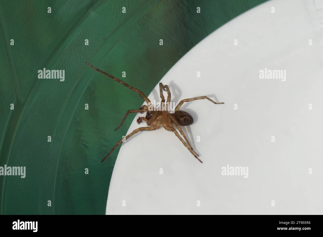 Gros plan mâle Lace-weaver Spider (Amaurobius similis) dans un récipient en plastique à fond blanc. Famille des Amaurobiidae. Automne, novembre, pays-Bas Banque D'Images