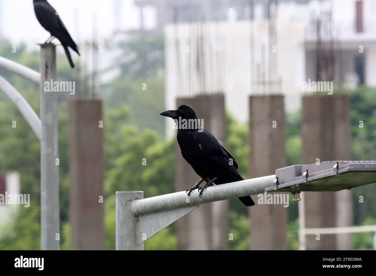 Corbeau de la jungle indienne (Corvus culminatus) à la recherche de nourriture : (pix Sanjiv Shukla) Banque D'Images