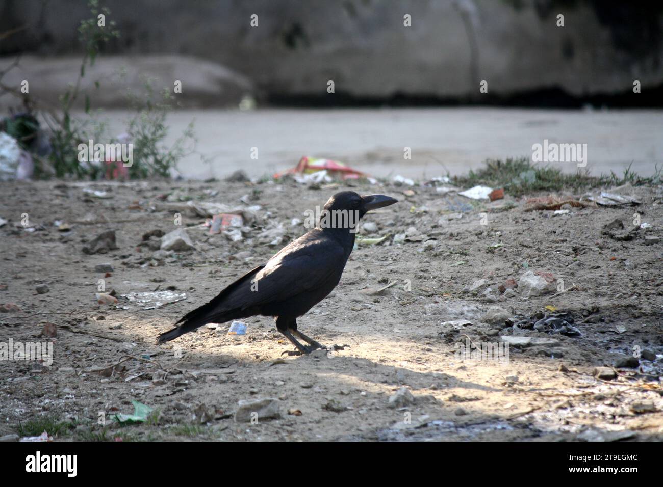 Corbeau de la jungle indienne (Corvus culminatus) à la recherche de nourriture : (pix Sanjiv Shukla) Banque D'Images