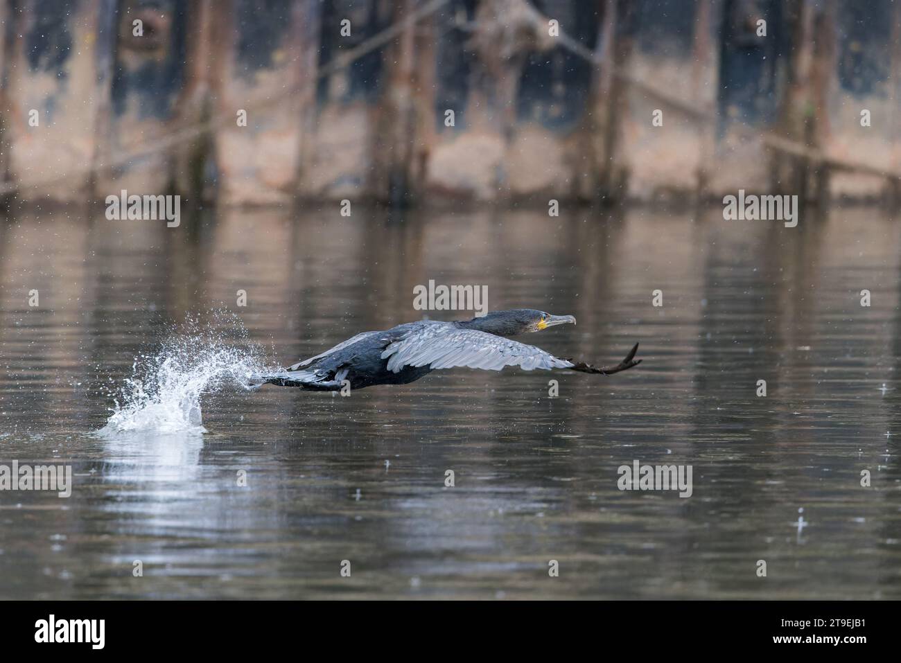 Cormorant [ Phalacrocorax carbo ] décollant de la rivière avec éclaboussures Banque D'Images