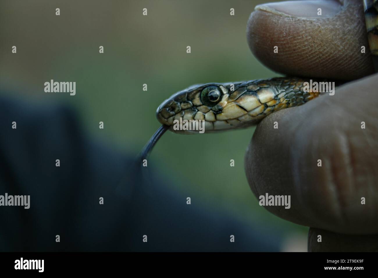 Gros plan de la main d'un homme tenant un serpent avec sa langue sortie Banque D'Images