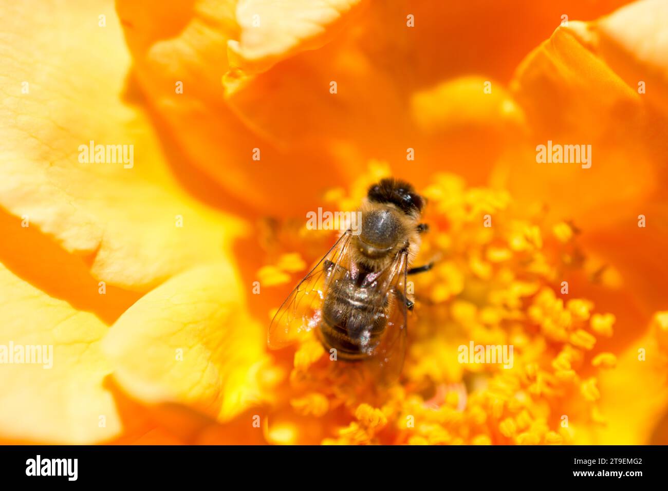 L'abeille qui se nourrit d'une belle le pollen de fleurs colorées Banque D'Images