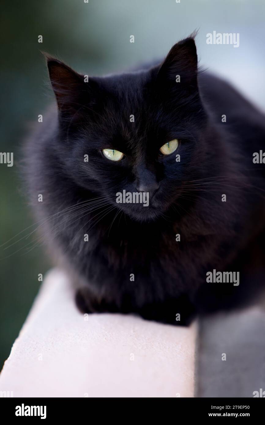 Magie, superstition ou malchance et un gros plan de chat noir avec les yeux jaunes comme un animal domestique. Visage, chaton ou animal de compagnie et un félin avec la fourrure sombre regardant Banque D'Images