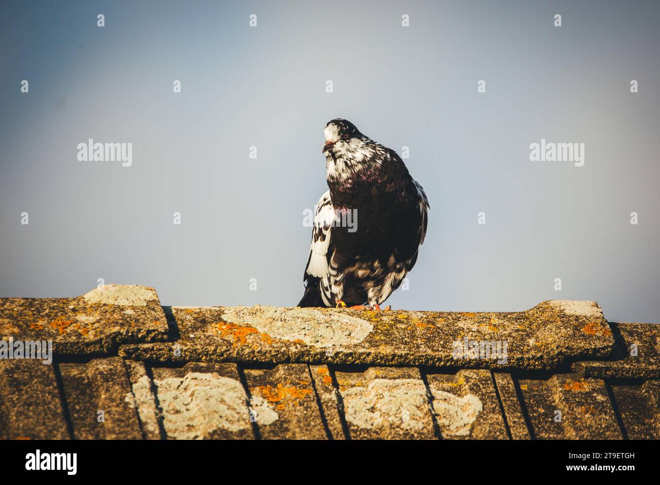 Waldviertler Kröpfer Taube (Waldviertel cropper pigeon), race de pigeon en danger de disparition dans la région de Waldviertel, Autriche Banque D'Images Waldviertler Kröpfer Taube (Waldviertel cropper pigeon), race de pigeon en danger de disparition dans la région de Waldviertel, Autriche Banque D'Images