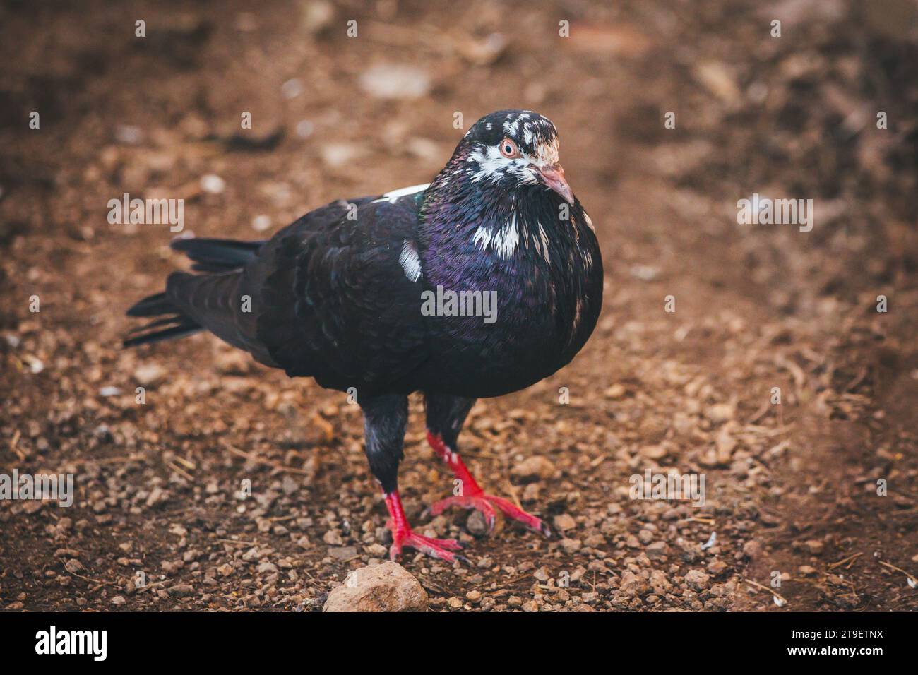 Waldviertler Kröpfer Taube (Waldviertel cropper pigeon), race de pigeon en danger de disparition dans la région de Waldviertel, Autriche Banque D'Images Waldviertler Kröpfer Taube (Waldviertel cropper pigeon), race de pigeon en danger de disparition dans la région de Waldviertel, Autriche Banque D'Images