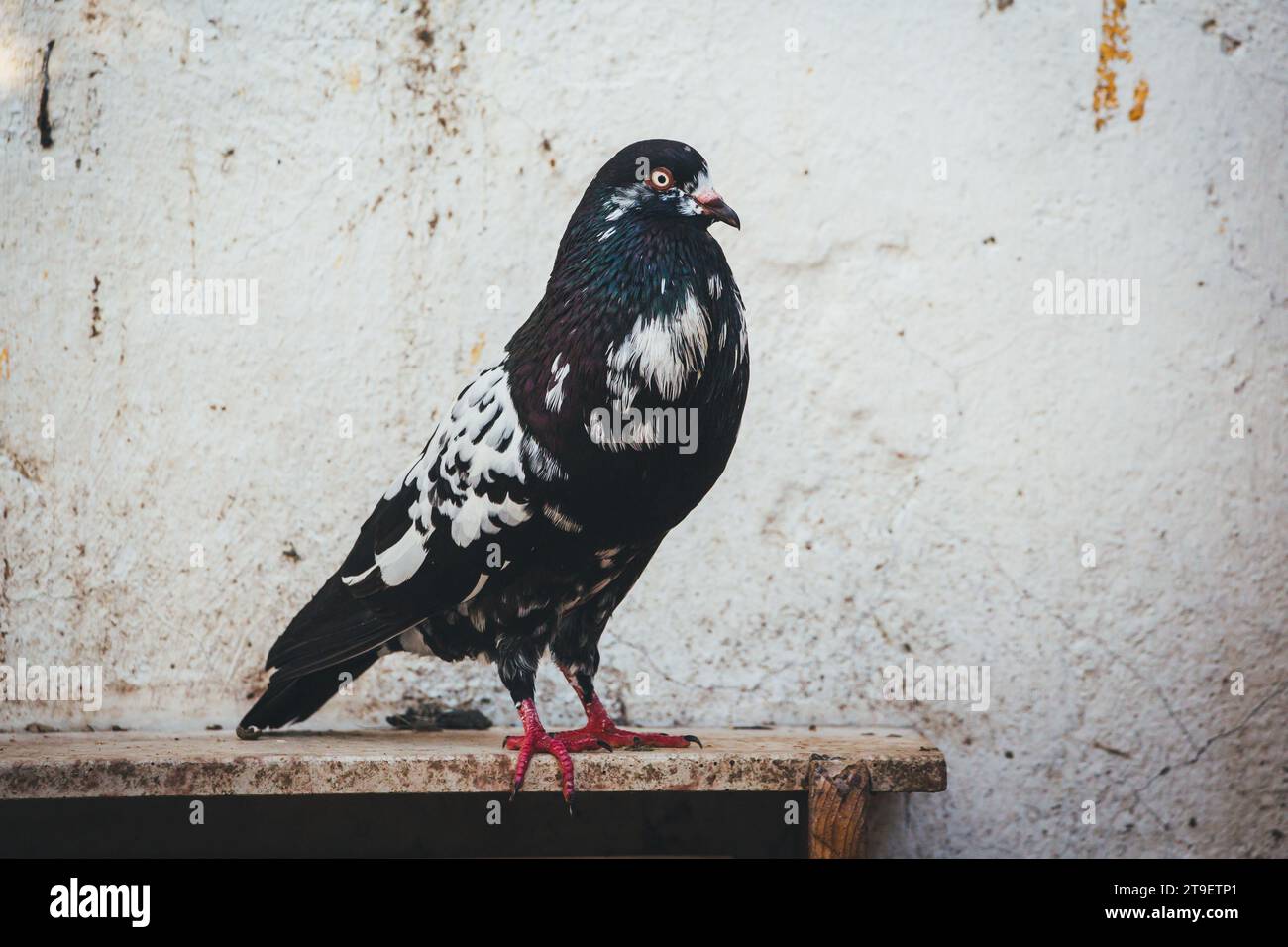 Waldviertler Kröpfer Taube (Waldviertel cropper pigeon), race de pigeon en danger de disparition dans la région de Waldviertel, Autriche Banque D'Images Waldviertler Kröpfer Taube (Waldviertel cropper pigeon), race de pigeon en danger de disparition dans la région de Waldviertel, Autriche Banque D'Images