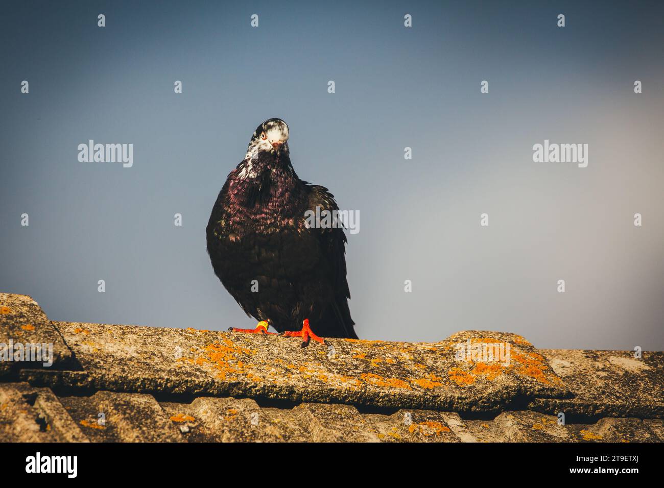 Waldviertler Kröpfer Taube (Waldviertel cropper pigeon), race de pigeon en danger de disparition dans la région de Waldviertel, Autriche Banque D'Images Waldviertler Kröpfer Taube (Waldviertel cropper pigeon), race de pigeon en danger de disparition dans la région de Waldviertel, Autriche Banque D'Images