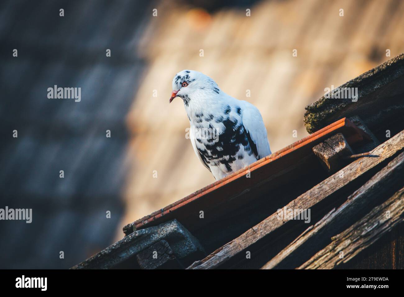 Waldviertler Kröpfer Taube (Waldviertel cropper pigeon), race de pigeon en danger de disparition dans la région de Waldviertel, Autriche Banque D'Images Waldviertler Kröpfer Taube (Waldviertel cropper pigeon), race de pigeon en danger de disparition dans la région de Waldviertel, Autriche Banque D'Images