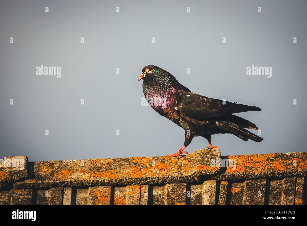 Waldviertler Kröpfer Taube (Waldviertel cropper pigeon), race de pigeon en danger de disparition dans la région de Waldviertel, Autriche Banque D'Images Waldviertler Kröpfer Taube (Waldviertel cropper pigeon), race de pigeon en danger de disparition dans la région de Waldviertel, Autriche Banque D'Images