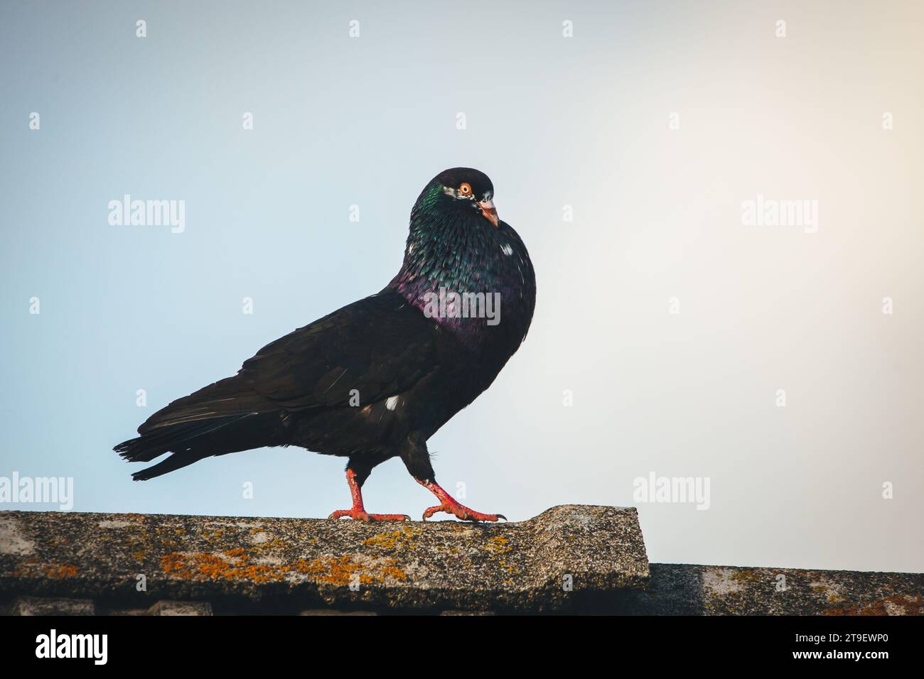 Waldviertler Kröpfer Taube (Waldviertel cropper pigeon), race de pigeon en danger de disparition dans la région de Waldviertel, Autriche Banque D'Images Waldviertler Kröpfer Taube (Waldviertel cropper pigeon), race de pigeon en danger de disparition dans la région de Waldviertel, Autriche Banque D'Images
