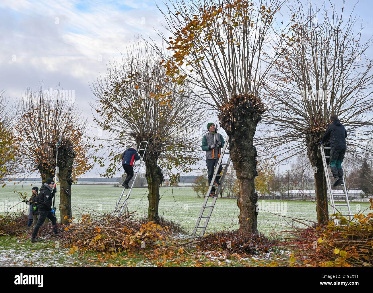 Petersdorf, Allemagne. 25 novembre 2023. Les résidents coupent les branches des tilleuls dans le quartier de l'Oder-Spree. À intervalles réguliers, environ tous les deux à trois ans, les pousses des arbres, qui bordent une petite avenue menant au cimetière, sont coupées. Cela préserve l'aspect incomparable des arbres, qui ont plus de 60 ans. Crédit : Patrick Pleul/dpa/ZB/dpa/Alamy Live News Banque D'Images